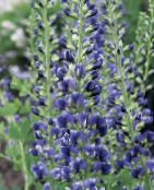 foto Gartenblumen Falsche Indigo, Baptisia blau