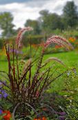 photo Garden Plants Millet cereals, Panicum burgundy,claret