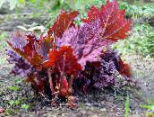 photo  Rhubarb, Pieplant, Da Huang leafy ornamentals, Rheum burgundy,claret