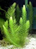 photo  Coontail, Hornwort aquatic plants, Ceratophyllum green
