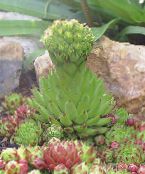 foto Gartenpflanzen Rosularia sukkulenten hell-grün