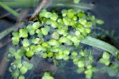 foto  Wasserlinsen, Lemna hell-grün