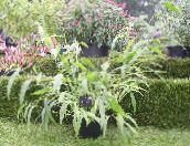 foto Gartenpflanzen Kolbenhirse getreide, Setaria grün