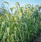photo Garden Plants Foxtail Millet cereals, Setaria green