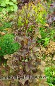 photo Garden Plants Mitsu-ba, Japanese Honeywort, Japanese Parsley leafy ornamentals, Cryptotaenia burgundy,claret