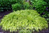 photo Garden Plants Hakone Grass, Japanese Forest Grass cereals, Hakonechloa multicolor