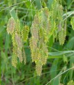 photo Garden Plants Spangle grass, Wild oats, Northern Sea Oats cereals, Chasmanthium green