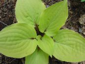 foto Gartenpflanzen Wegerich Lilie dekorative-laub, Hosta hell-grün