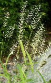 foto Gartenpflanzen Bottlebrush Grass getreide, Hystrix patula hell-grün