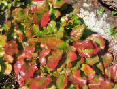 foto Gartenpflanzen Schizocodon dekorative-laub mannigfaltig