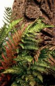 red Male fern, Buckler fern, Autumn Fern 