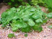 photo  Whorled, Water Pennywort, Dollarweed, Manyflower Marsh Pennywort aquatic plants, Hydrocotyle umbellata green