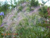photo Garden Plants Foxtail barley, Squirrel-Tail cereals, Hordeum jubatum green