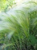 photo Garden Plants Foxtail barley, Squirrel-Tail cereals, Hordeum jubatum silvery
