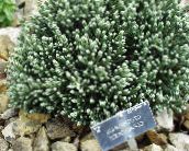 photo  Helichrysum, Curry Plant, Immortelle leafy ornamentals green