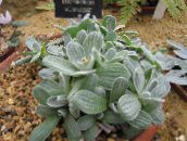 photo  Helichrysum, Curry Plant, Immortelle leafy ornamentals silvery