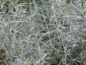 photo  Helichrysum, Curry Plant, Immortelle leafy ornamentals silvery