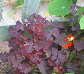 photo Garden Plants Wood Sorrel, Whitsun Flower, Green Snob, Sleeping Beauty leafy ornamentals, Oxalis burgundy,claret
