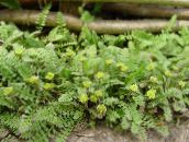 foto Gartenpflanzen Neuseeland Messingknöpfe dekorative-laub, Cotula leptinella, Leptinella squalida grün
