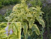 foto Gartenpflanzen Russische Beinwell dekorative-laub, Symphytum x uplandicum mannigfaltig