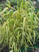 photo Garden Plants Bowles Golden Grass, Golden Millet Grass, Golden Wood Millet cereals, Milium effusum yellow