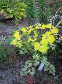 foto Gartenpflanzen Doppel Akelei dekorative-laub, Aquilegia-x-hybrida gelb