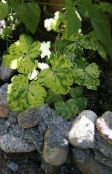 foto Gartenpflanzen Doppel Akelei dekorative-laub, Aquilegia-x-hybrida mannigfaltig