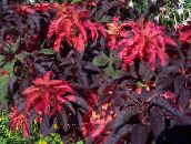 photo  Joseph’s coat, Fountain plant, Summer Poinsettia, Tampala, Chinese Spinach, Vegetable Amaranth, Een Choy leafy ornamentals, Amaranthus-Tricolor burgundy,claret