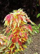photo  Joseph’s coat, Fountain plant, Summer Poinsettia, Tampala, Chinese Spinach, Vegetable Amaranth, Een Choy leafy ornamentals, Amaranthus-Tricolor multicolor