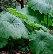foto Aiataimed Parasollblad, Shieldleaf Rogeri Lill lehtköögiviljad ilutaimed, Astilboides-tabularis roheline