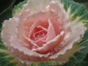 foto Vrtne Biljke Cvatnje Kupus, Ukrasno Kelj, Kupus, Cole, Brassica oleracea šarolik
