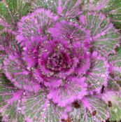 photo Garden Plants Flowering Cabbage, Ornamental Kale, Collard, Cole, Brassica oleracea purple