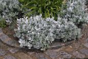 photo Garden Plants Dusty Miller, Silver Ragwort leafy ornamentals, Cineraria-maritima silvery