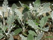 photo Garden Plants Dusty Miller, Silver Ragwort leafy ornamentals, Cineraria-maritima silvery