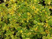 photo Garden Plants Lemon Thyme leafy ornamentals, Thymus-citriodorus multicolor