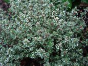 foto Gartenpflanzen Zitronenthymian dekorative-laub, Thymus-citriodorus mannigfaltig