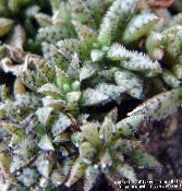 foto Gartenpflanzen Crassula sukkulenten hell-grün