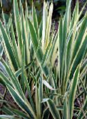 foto Gartenpflanzen Adams Nadel Spoonleaf Yucca, Nadel-Palme dekorative-laub, Yucca filamentosa mannigfaltig