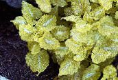 foto Gartenpflanzen Taubnessel, Entdeckte Taubnessel dekorative-laub, Lamium-maculatum gelb