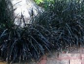 black Lily-turf, Snake's beard, Black Dragon, Black Mondo Grass Leafy Ornamentals