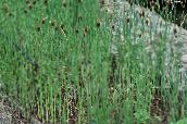 photo  Broadleaf Cattail, Bulrush, Cossack Asparagus, Flags, Reed Mace, Dwarf Cattail, Graceful Cattail aquatic plants, Typha green