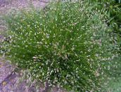 photo  Fiber Optic Grass, Salt Marsh Bulrush aquatic plants, Isolepis cernua, Scirpus cernuus green