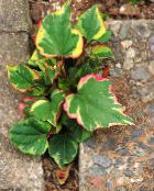 foto Gartenpflanzen Chamäleonpflanze dekorative-laub, Houttuynia mannigfaltig