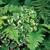 photo  Chameleon plant leafy ornamentals, Houttuynia multicolor