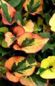 foto Gartenpflanzen Chamäleonpflanze dekorative-laub, Houttuynia grün