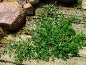 foto Gartenpflanzen Prostata-Knöterich dekorative-laub, Polygonum aviculare grün