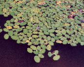 photo  Brasenia, Water Shield aquatic plants light green