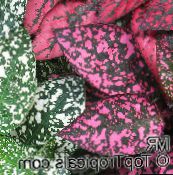 photo  Polka dot plant, Freckle Face leafy ornamentals, Hypoestes multicolor