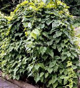 dark green Dioscorea caucasica Leafy Ornamentals