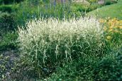 photo Garden Plants Reed Canary grass cereals, Phalaris arundinacea multicolor